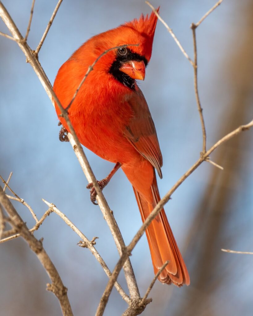 Attracting Cardinals To Your Yard