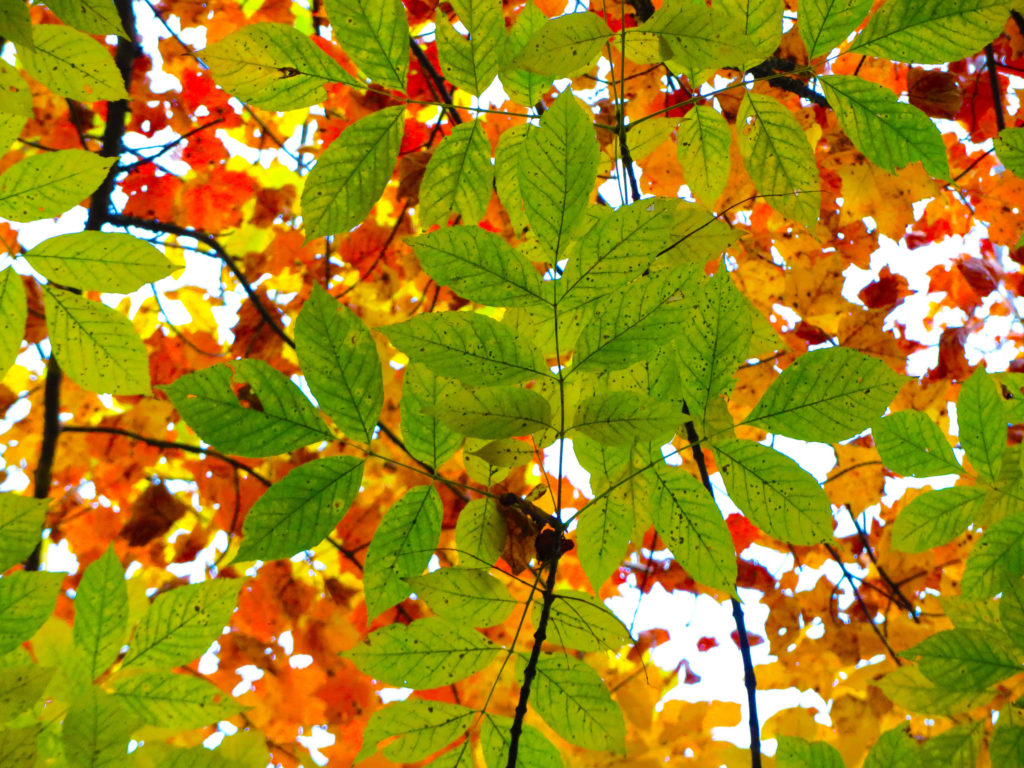 Cashiers Leaf Festival